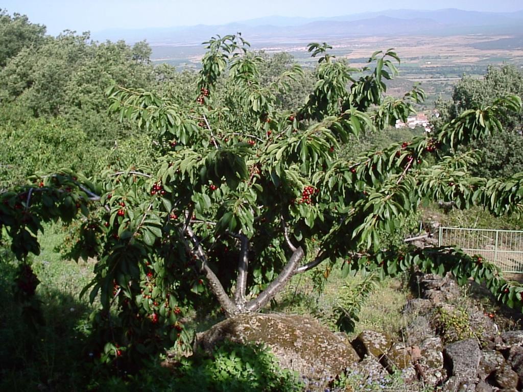 Casas Rurales La Dehesa Casas del Monte エクステリア 写真